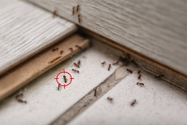 Best Termite Control Services  in Whitney, TX